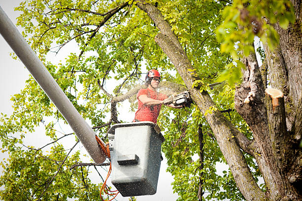 The Steps Involved in Our Tree Care Process in Buena Vista, VA